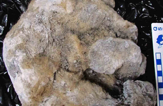 Ancient Cave Lion Cubs Found Crushed and Frozen in Russia